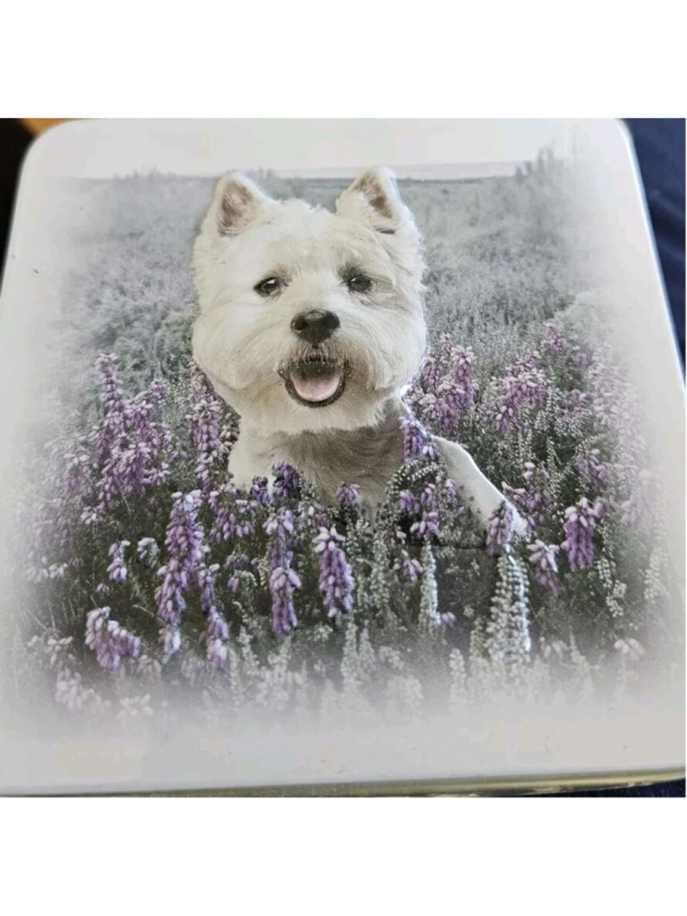 Campbells Scotland Shortbread Cookie Not Opened Scottie Dog Westie Tin Box 3D